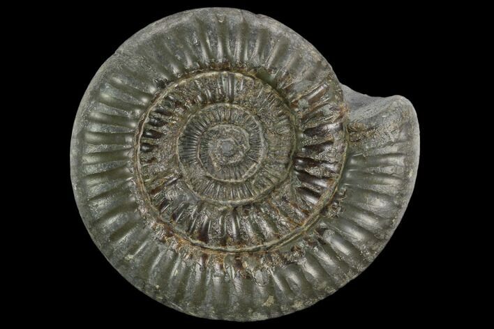 Ammonite (Dactylioceras) Fossil - England #127504
